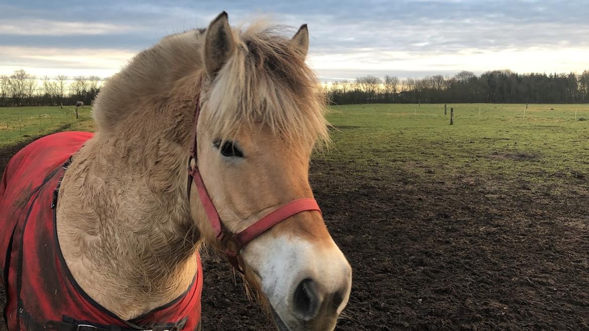 Fjordhest Mille hellumlund billede 14