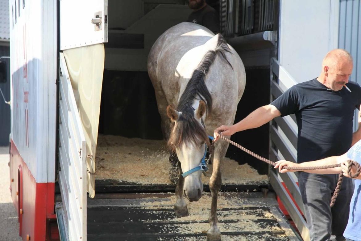 Pura Raza Española Tu Buena billede 3