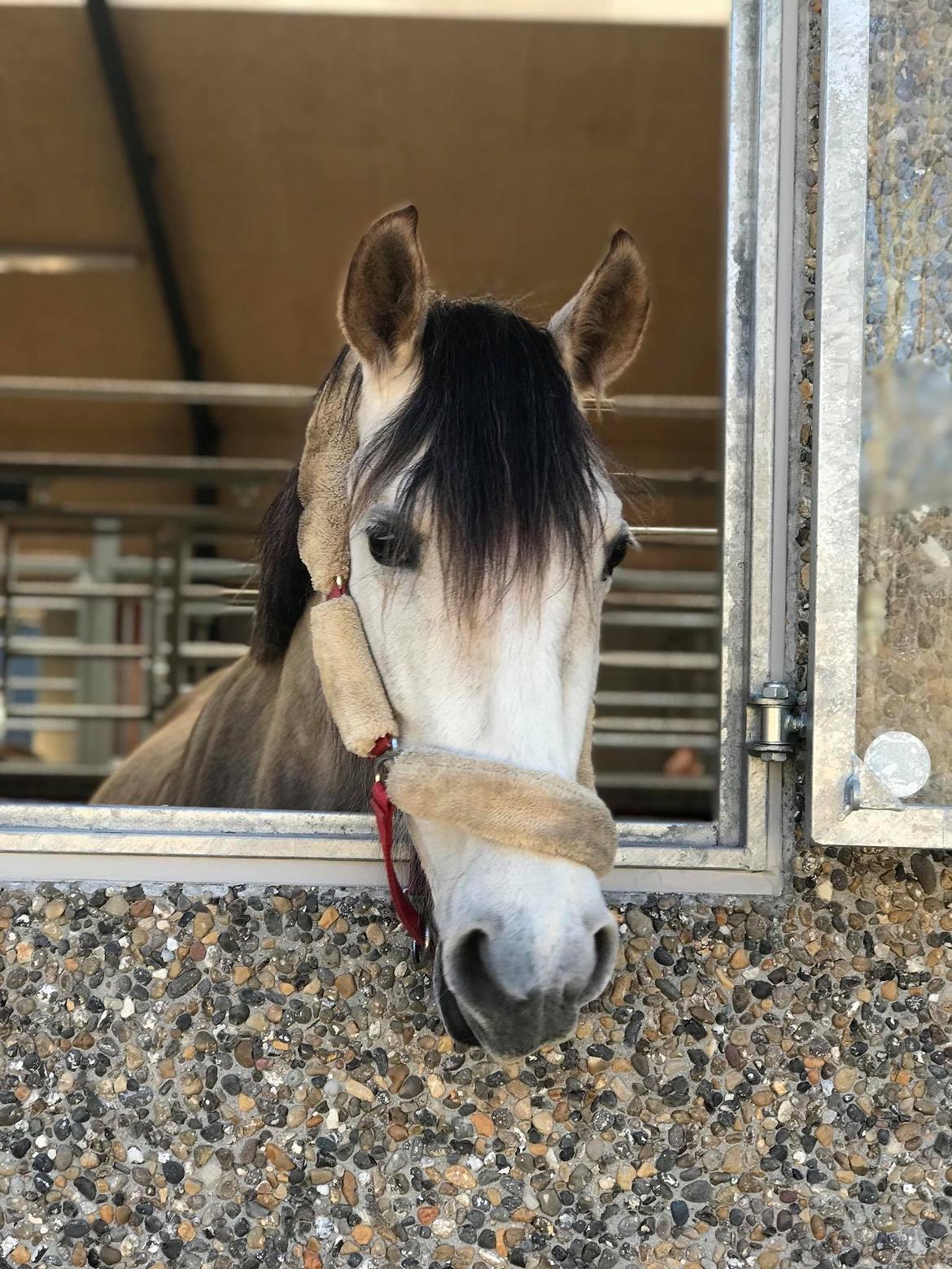 Pura Raza Española Tu Buena billede 4
