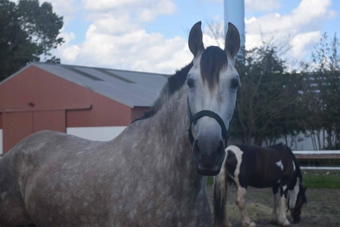 Pura Raza Española Tu Buena billede 5