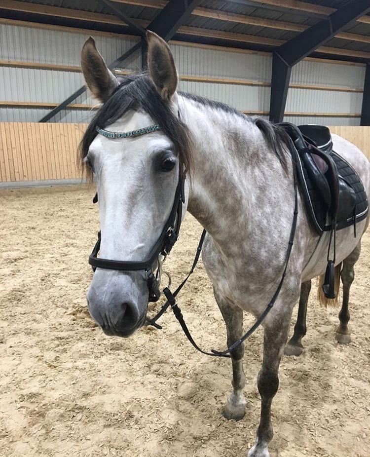 Pura Raza Española Tu Buena billede 8