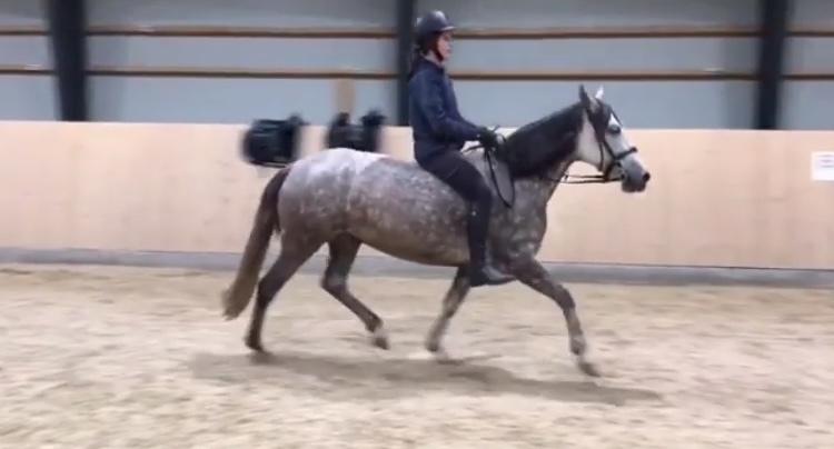 Pura Raza Española Tu Buena billede 11