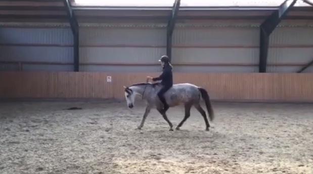 Pura Raza Española Tu Buena billede 12