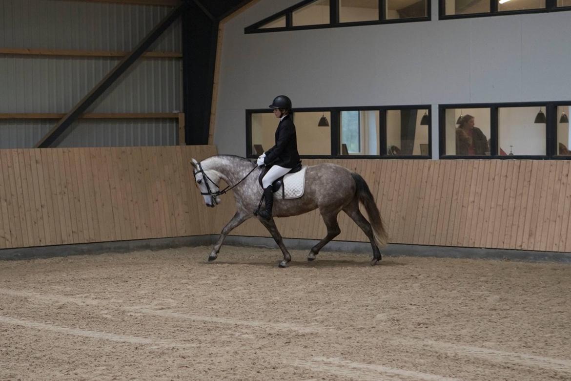 Pura Raza Española Tu Buena billede 2