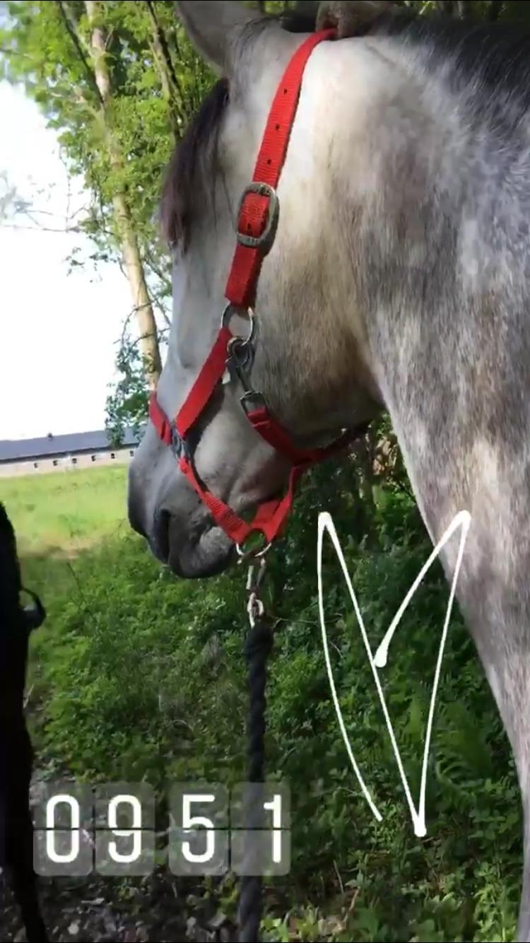 Pura Raza Española Tu Buena billede 14