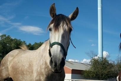 Pura Raza Española Tu Buena billede 16