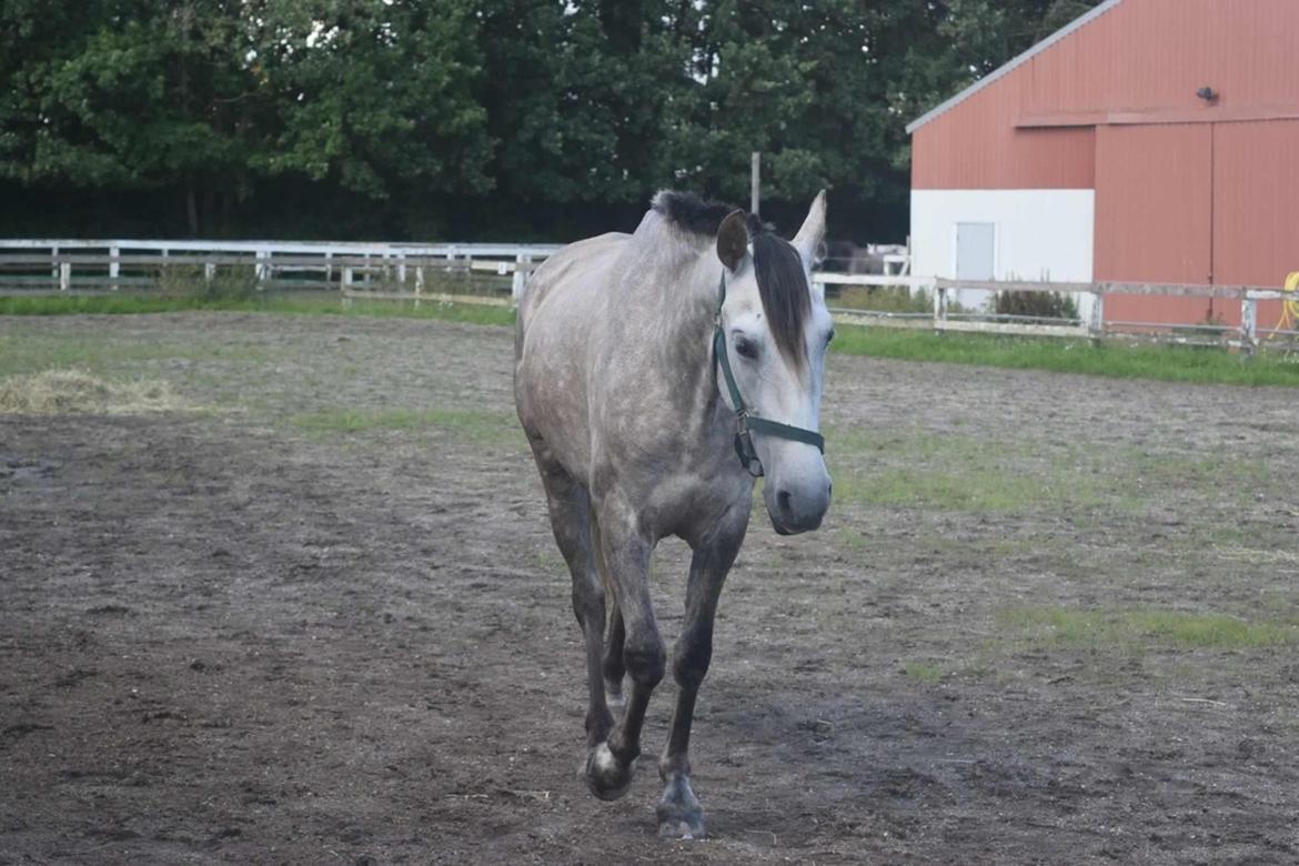 Pura Raza Española Tu Buena billede 18