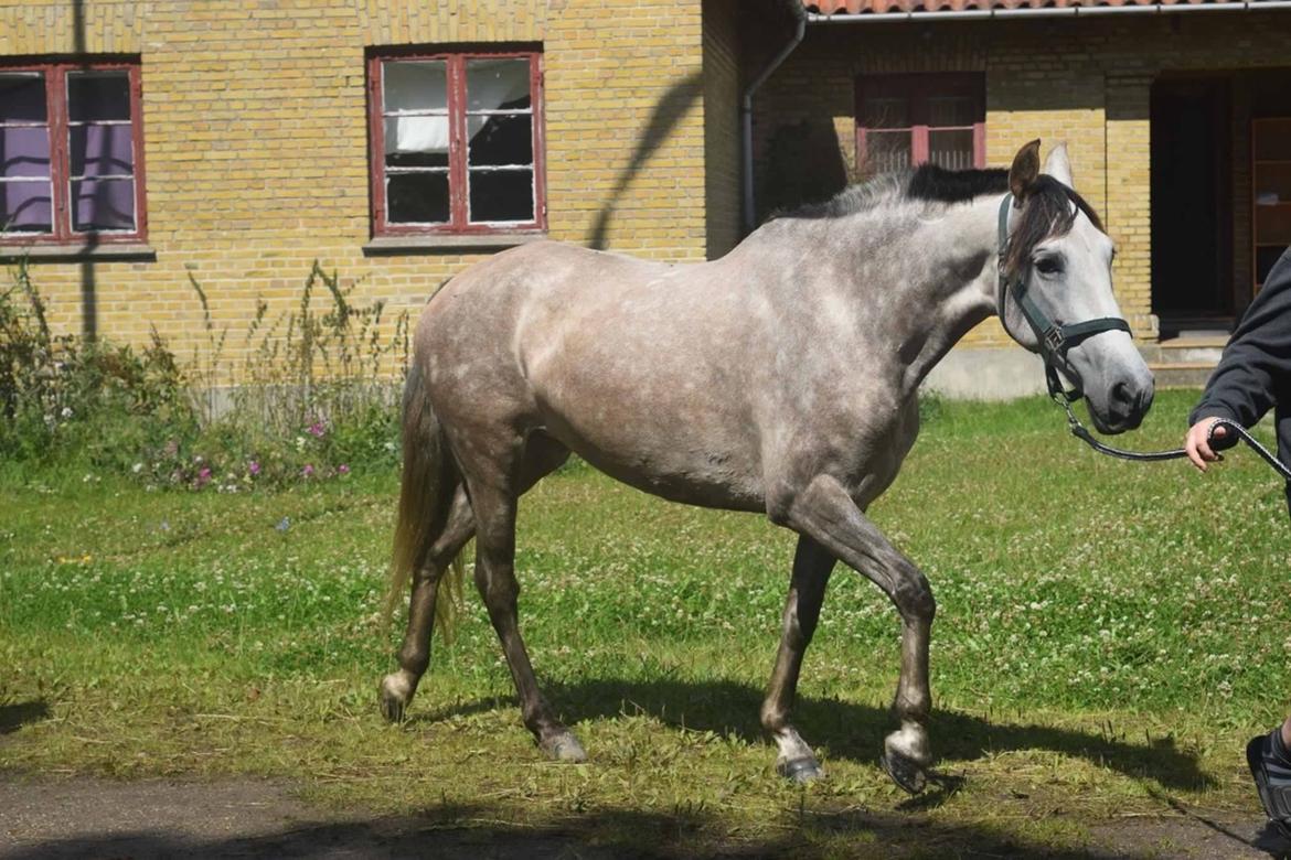 Pura Raza Española Tu Buena billede 17