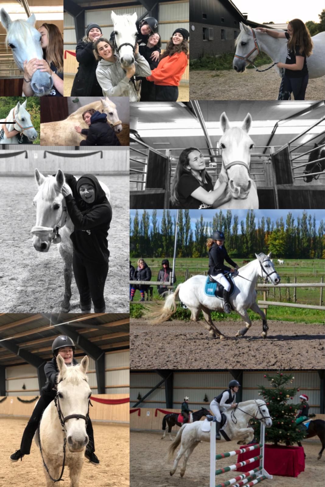 Connemara Kyra billede 4