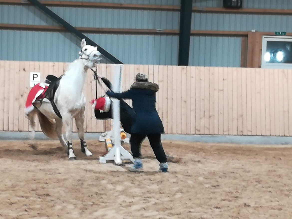 Connemara Kyra billede 5