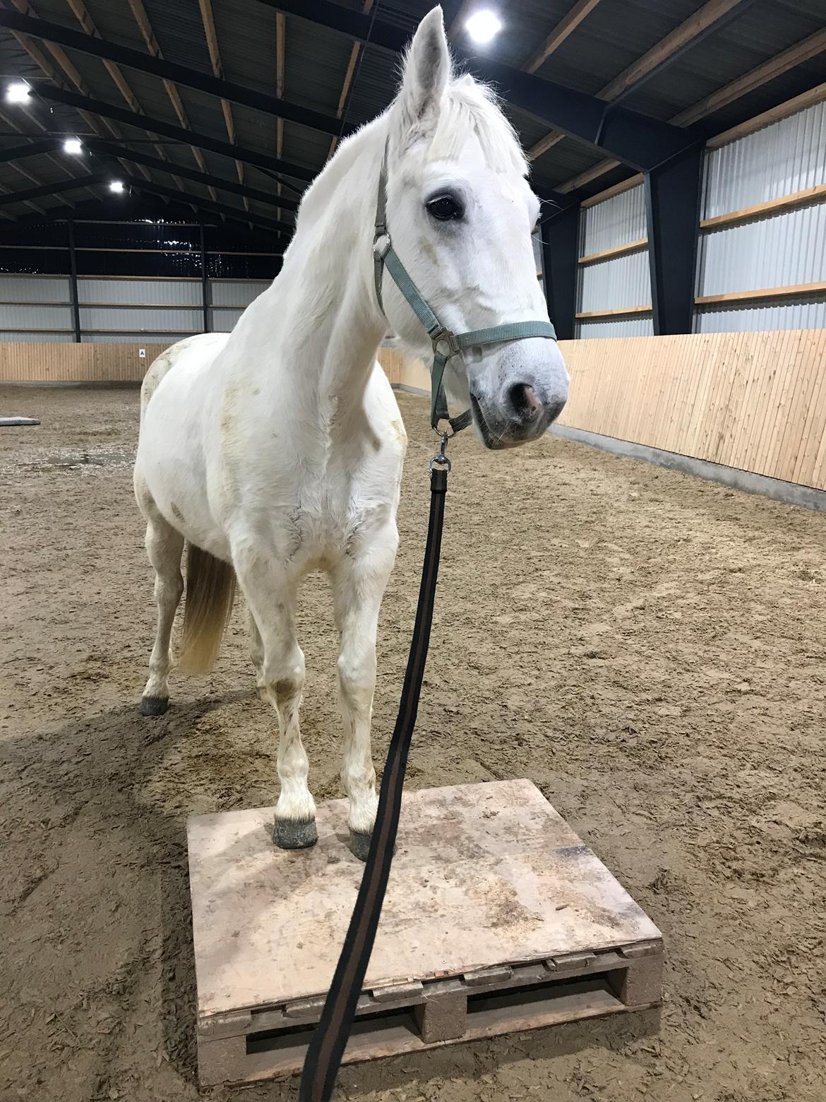 Connemara Kyra billede 7