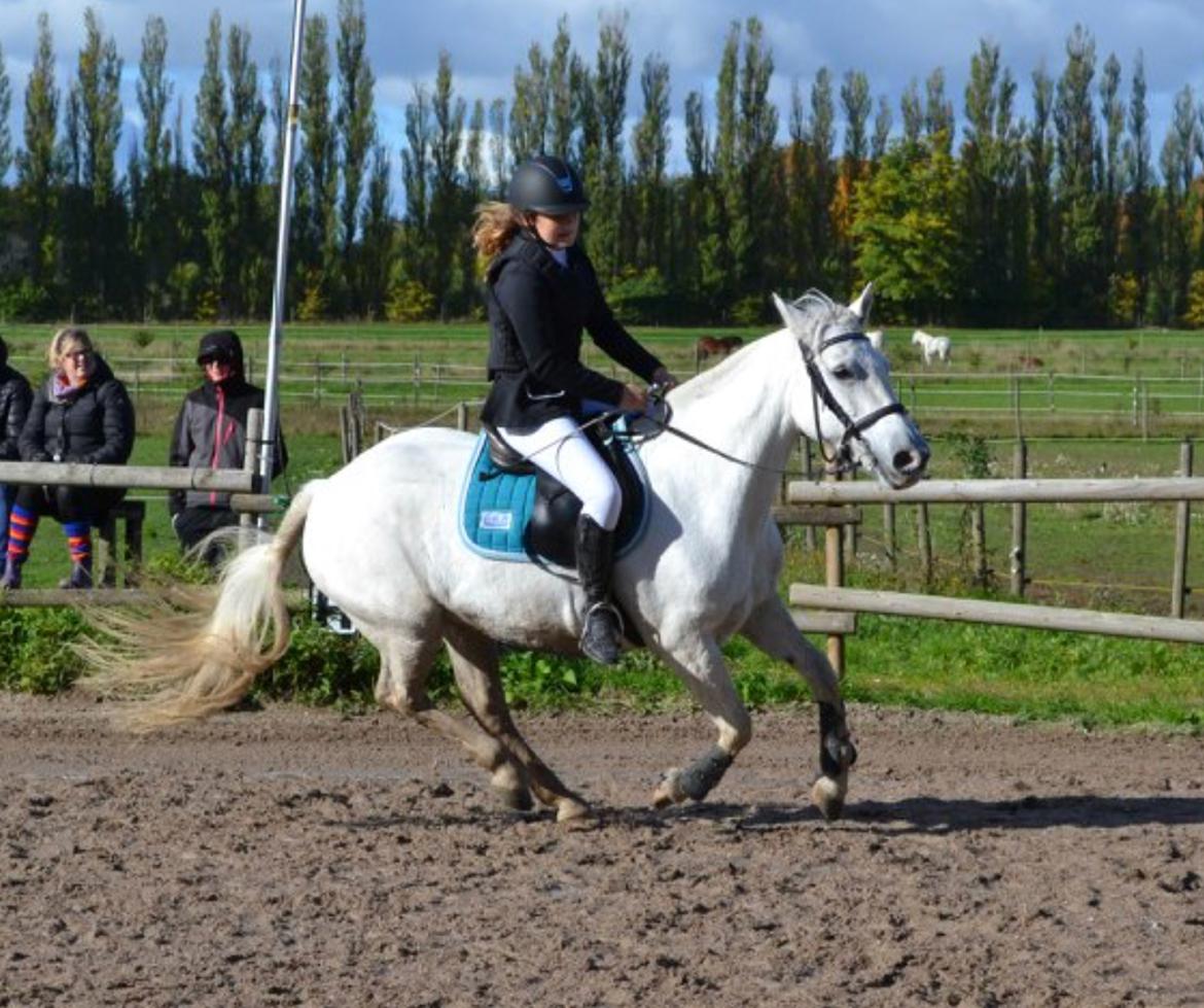 Connemara Kyra billede 2