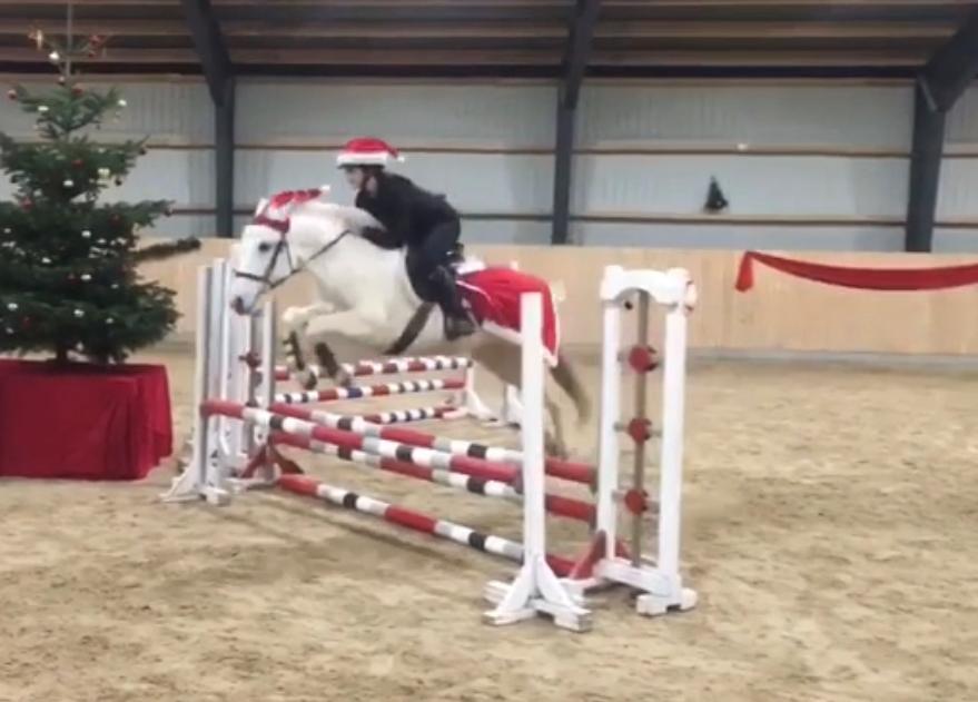 Connemara Kyra billede 13