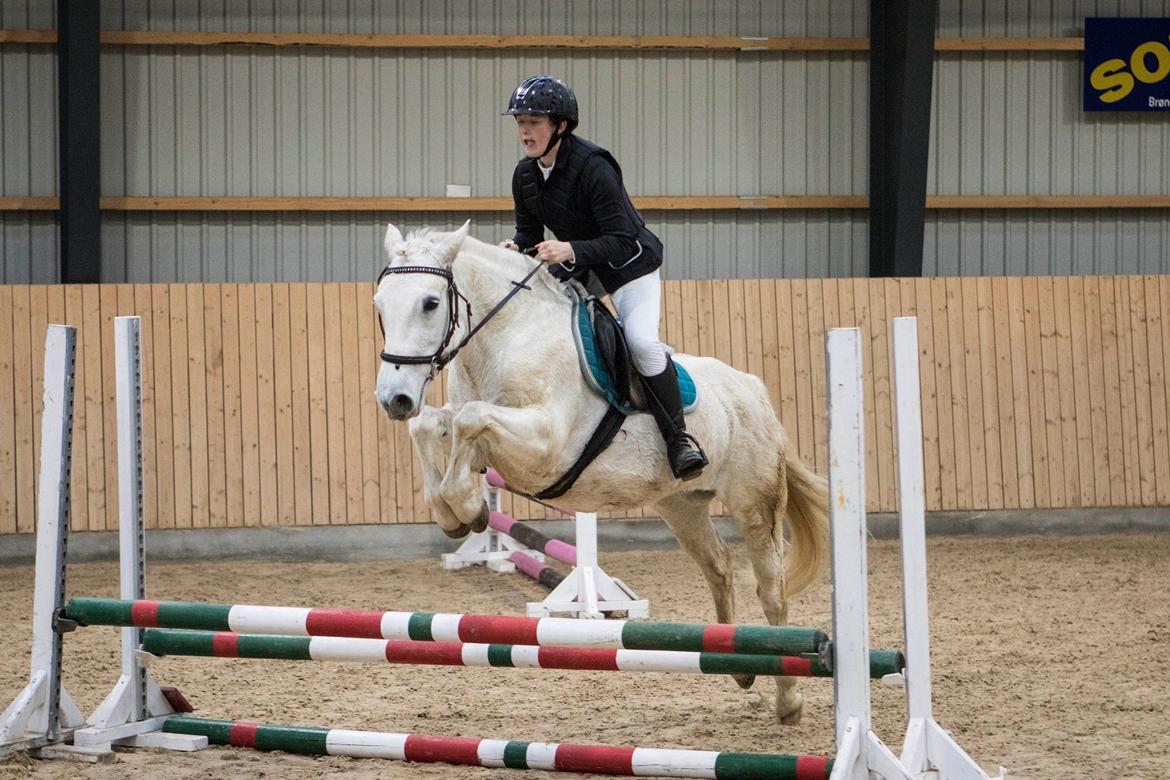 Connemara Kyra billede 15