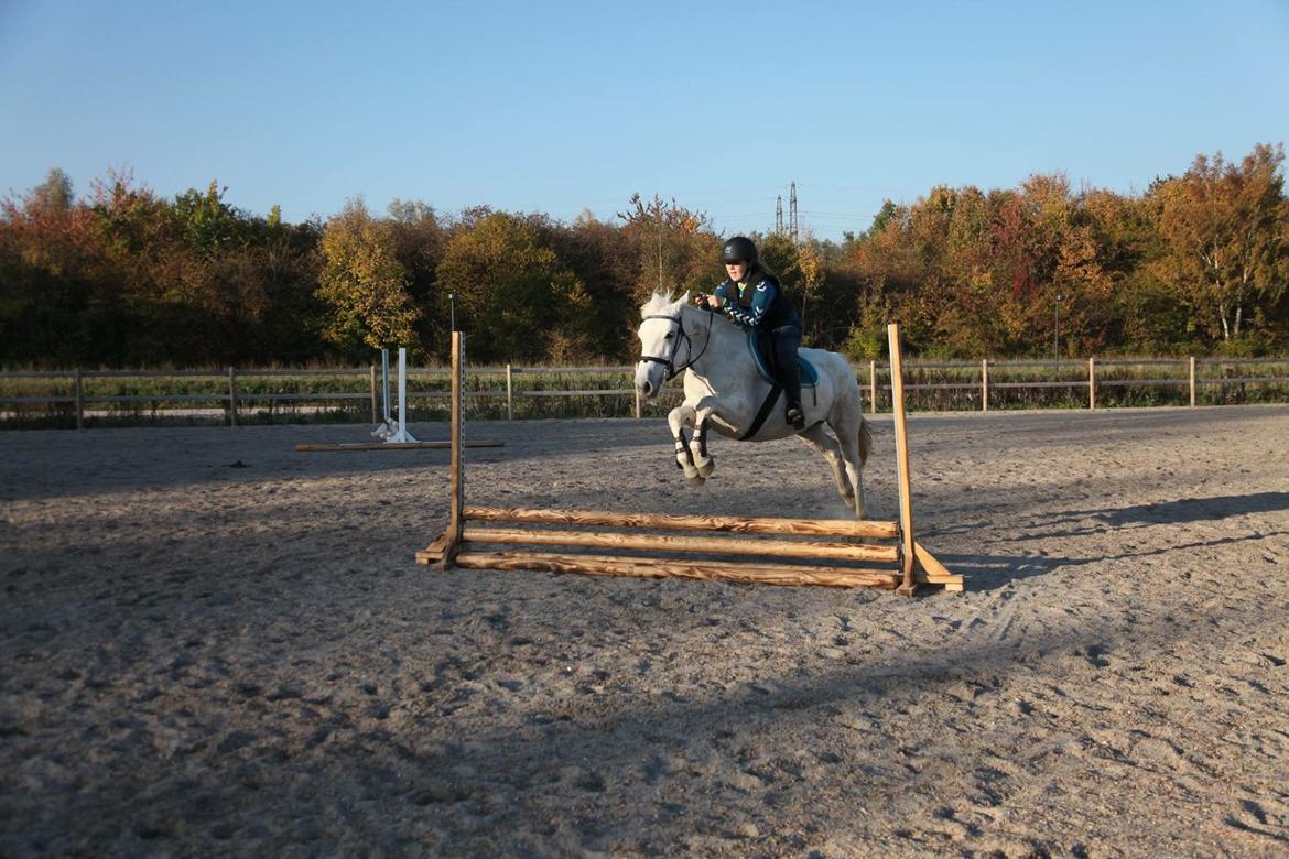 Connemara Kyra billede 16