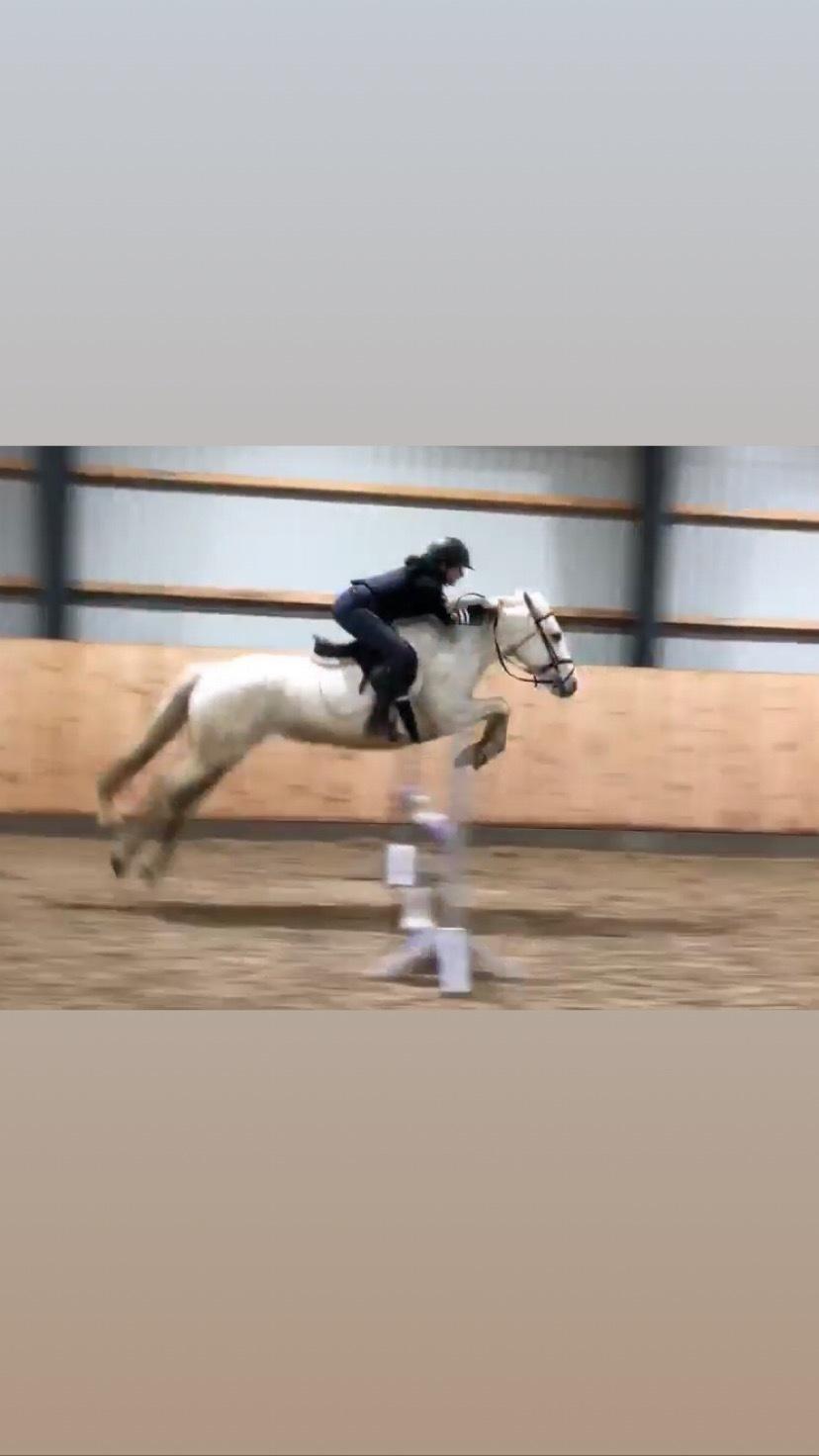 Connemara Kyra billede 18