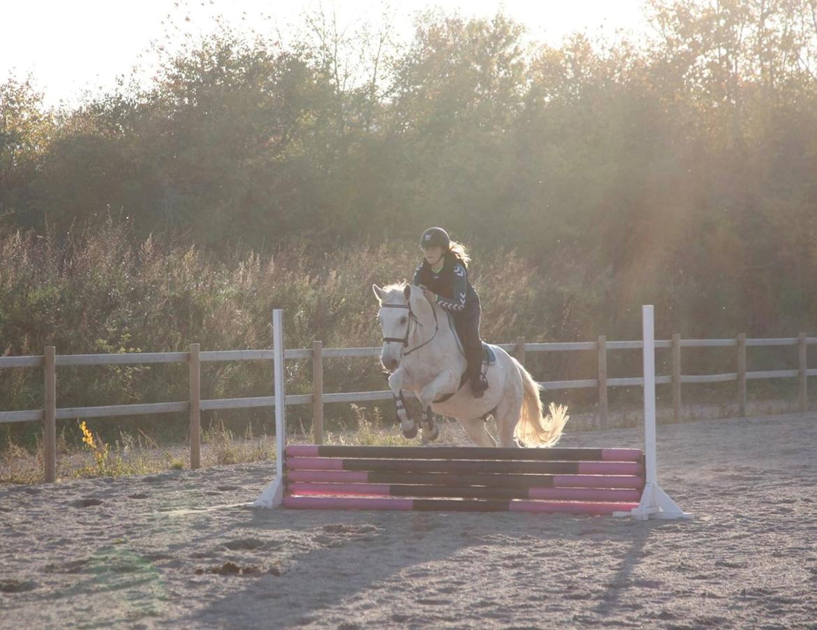 Connemara Kyra billede 17