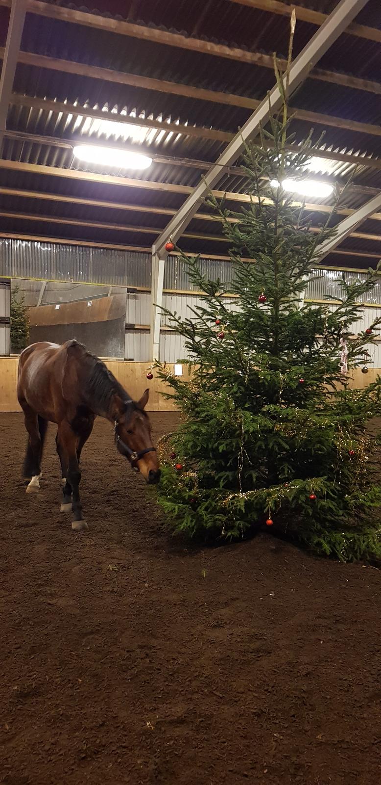 Anden særlig race Enghavegaards Fifty Cent - Julen 2018 Vorbasse rideklub  billede 20