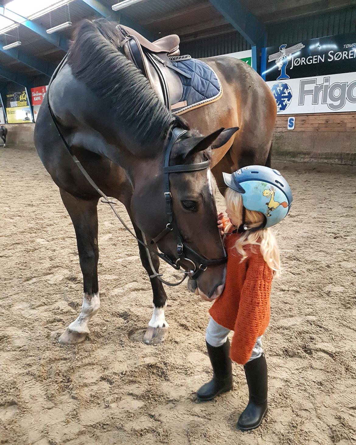 Dansk Varmblod Foulum´s Dia billede 11