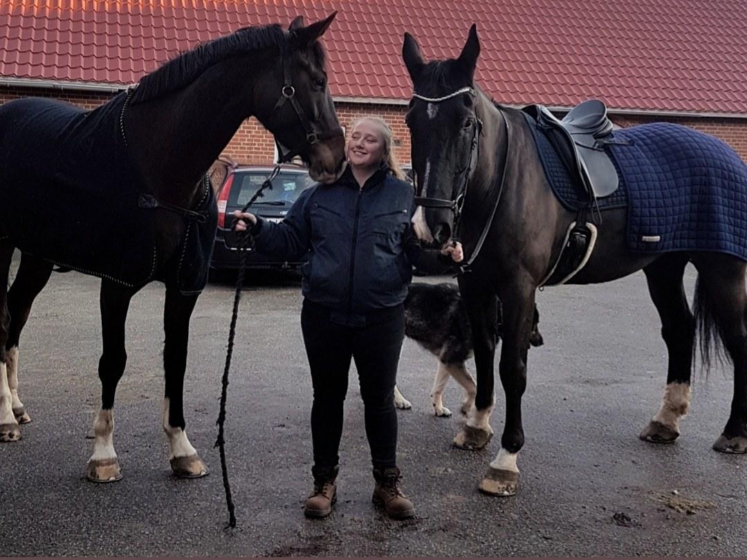 Dansk Varmblod Foulum´s Dia billede 9