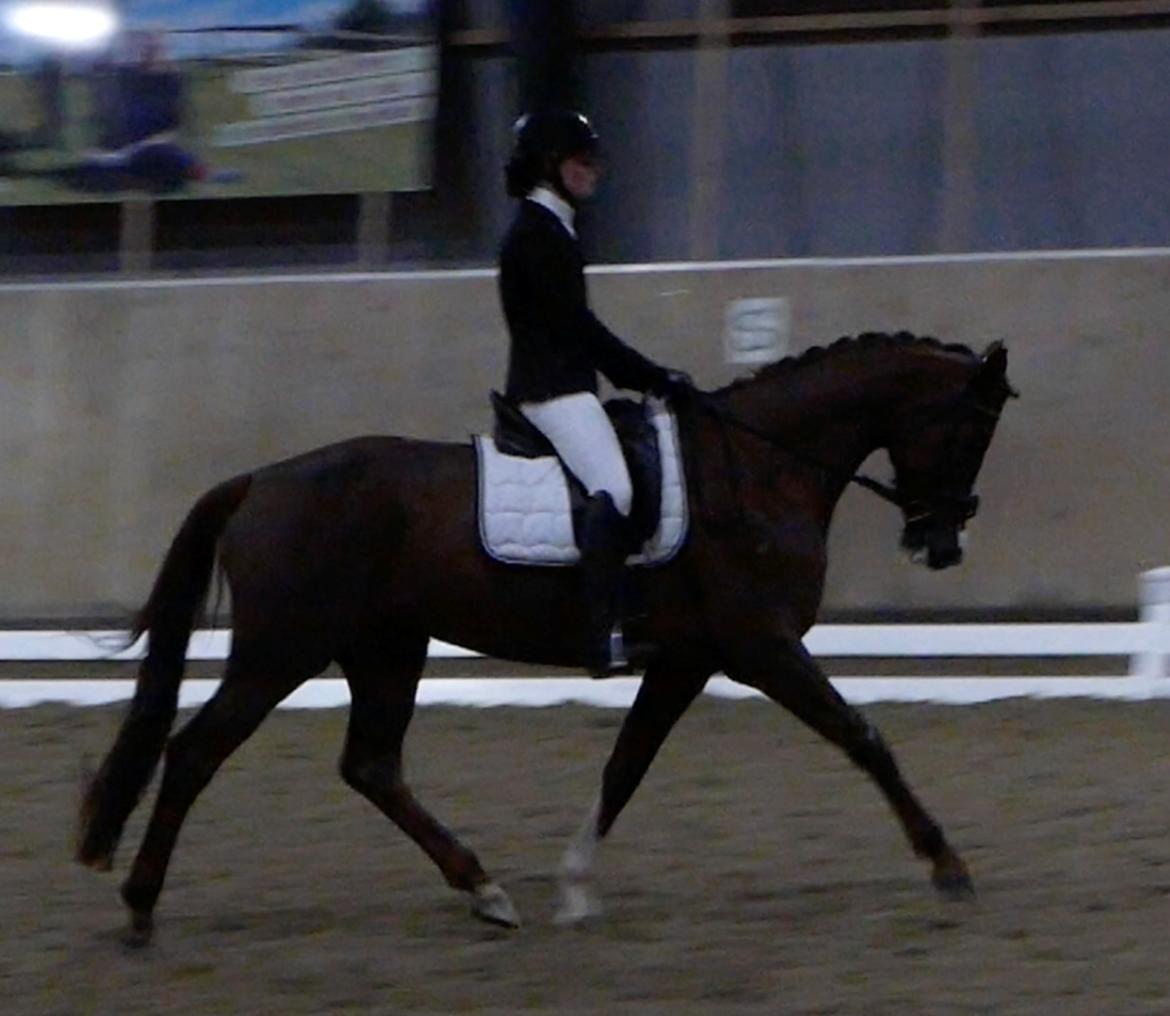 Dansk Varmblod Samantha Who billede 3