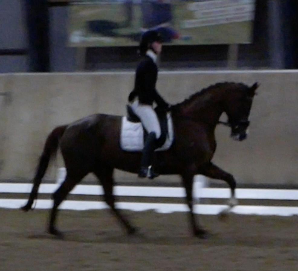 Dansk Varmblod Samantha Who billede 5