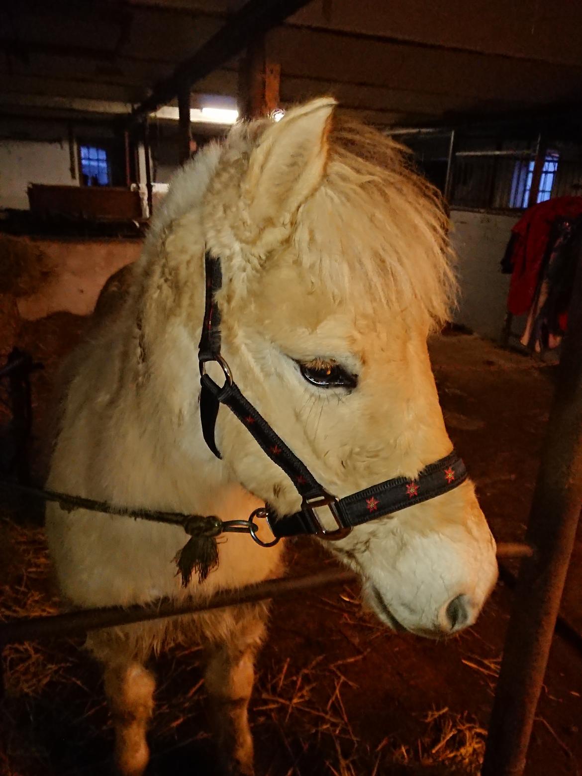 Fjordhest Lundbakkens Link  billede 1