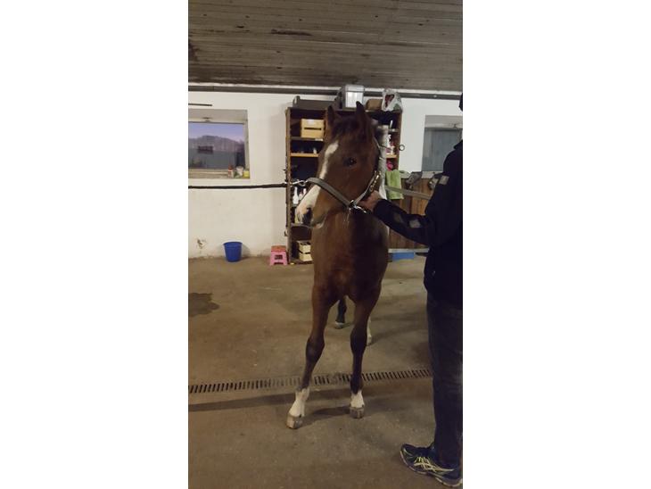 {{currentPhoto.altText}} billede {{currentPhoto.number}}