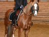 Welsh Pony (sec B) Clausholm Lady Java (dnk)