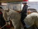 Irish Cob Crossbreed Spotty Lady