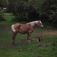 Haflinger Wicky