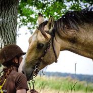 Welsh Mountain (sec A) Moondance bailey