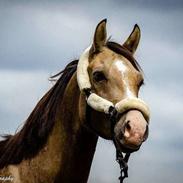 Welsh Mountain (sec A) Moondance bailey