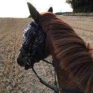 Anden særlig race Bessie