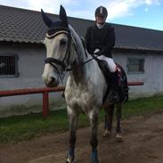 Holstener Meklenborgs cassilla