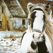 Irish Cob Luna ( Surprice Of Survivor)