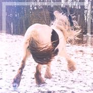 Irish Cob Luna ( Surprice Of Survivor)