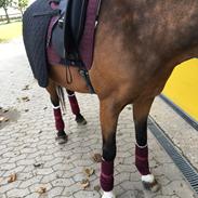 DSP Tl butterfly kiss