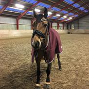 DSP Tl butterfly kiss