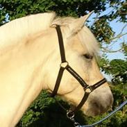 Fjordhest Stald Kiels Udtryk