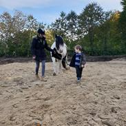 Irish Cob Ezrawin von de tinkerhoeve 
