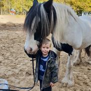 Irish Cob Ezrawin von de tinkerhoeve 