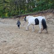 Irish Cob Ezrawin von de tinkerhoeve 
