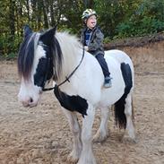 Irish Cob Ezrawin von de tinkerhoeve 