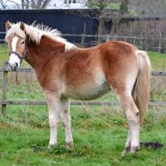 Haflinger Atlas af Åtte Bjerge