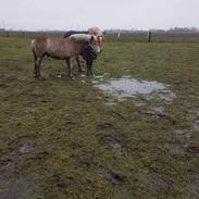 Haflinger Atle