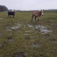 Haflinger Atle