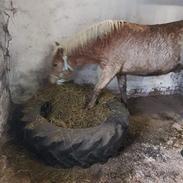 Haflinger Atle