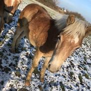 Haflinger Atle