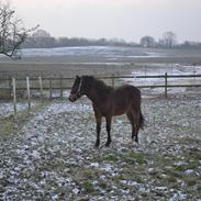 New Forest Flintdales ivor